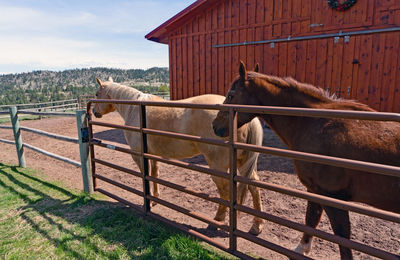 View of horse in stable