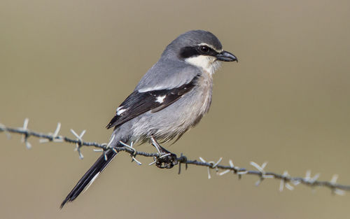 Close-up of bird perching on barbed wire