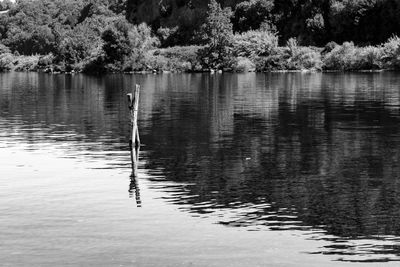 Swan swimming on lake