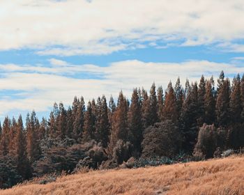 Trees growing on mountain against cloudy sky