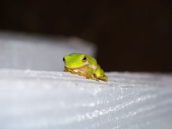 Close-up of lizard on leaf