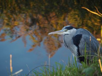 View of a bird in lake