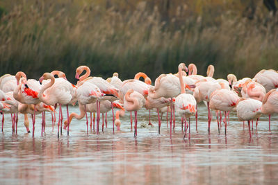 Flamingos in the camarque in southern france, wildlife provence