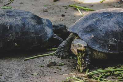 Close-up of a turtle on field