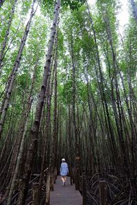Rear view of woman walking on bamboo trees in forest