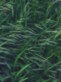 Full frame shot of crops growing on field