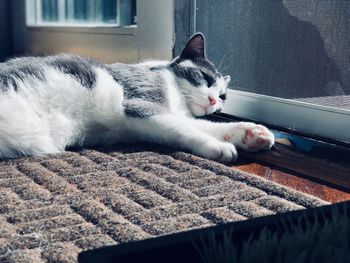 Cat resting on rug