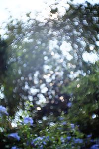 Close-up of wet plants