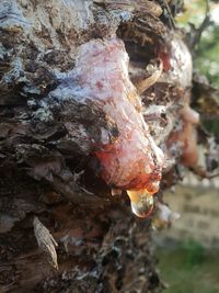 Close-up of crab on tree trunk