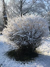 Bare trees on snow covered landscape