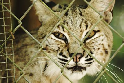 Close-up of cougar in cage