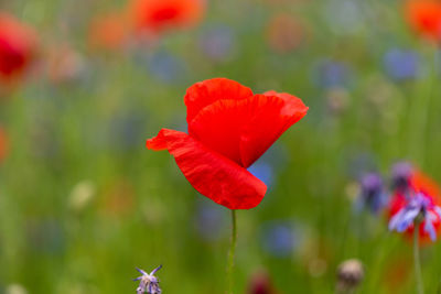 Close-up of red poppy flower