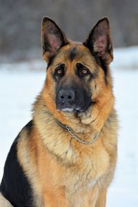 Portrait of dog in winter