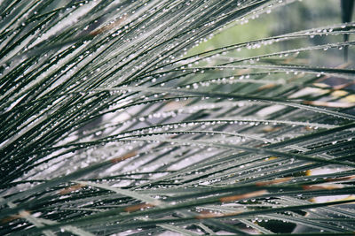 Full frame shot of raindrops on leaf