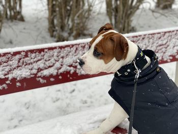 Dog looking at snow