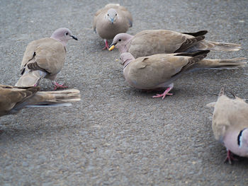 High angle view of mourning doves perching on road