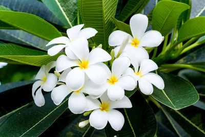 Close-up of white flowering plant