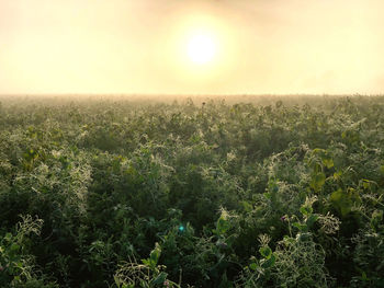 Scenic view of field against sky during sunset