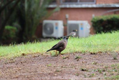 Bird in a field