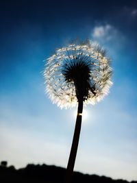 Close-up of dandelion flower