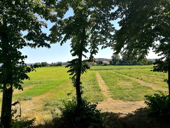 Scenic view of field against sky