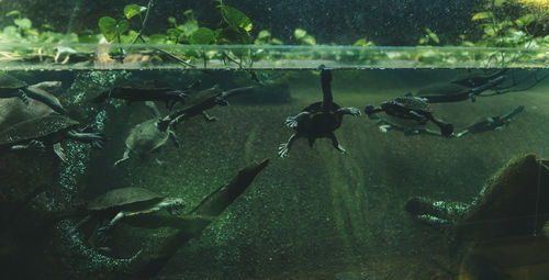 Close-up of turtles swimming in fish tank at aquarium