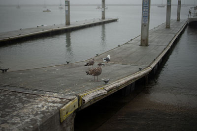 High angle view of seagulls on pier over lake