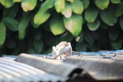 Close-up of lizard on glass