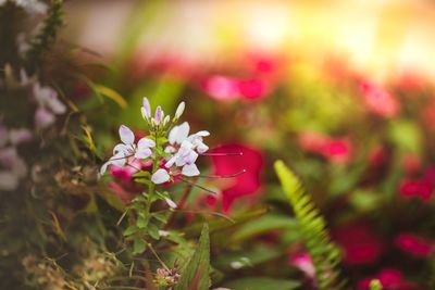 Close-up of pink flowering plant