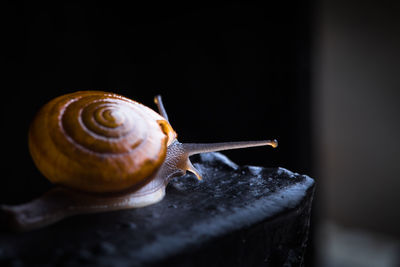 Close-up of snail on rock