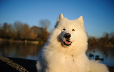 Portrait of dog by lake against clear sky