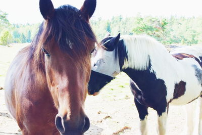Horses standing on field