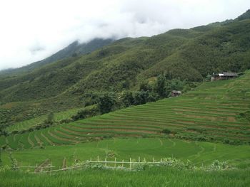 Scenic view of agricultural field