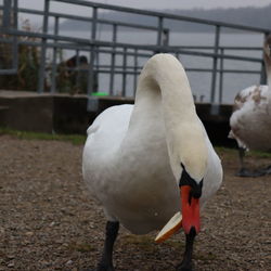 Close-up of swan