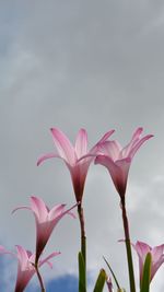 Close-up of pink flowering plant against sky