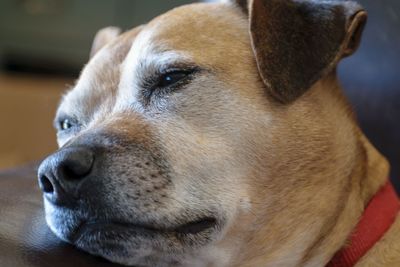 Close-up of a dog looking away