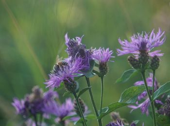 Close-up of purple lavender flowers