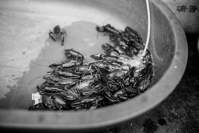 Close-up of seafood in container