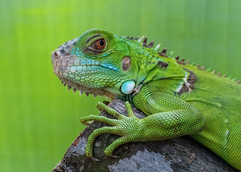 Close-up of a lizard