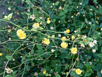 Close-up of white flowers