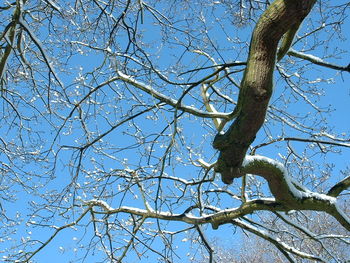 Low angle view of bare trees against clear sky