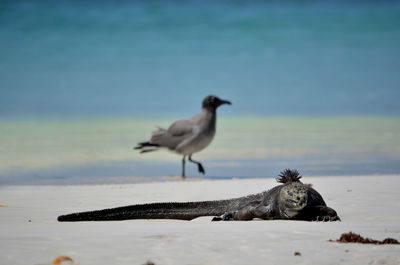 Lizard on beach against sky