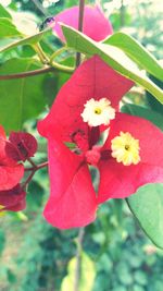 Close-up of pink bougainvillea blooming outdoors