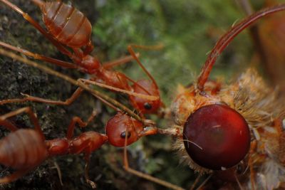 Close-up of insects