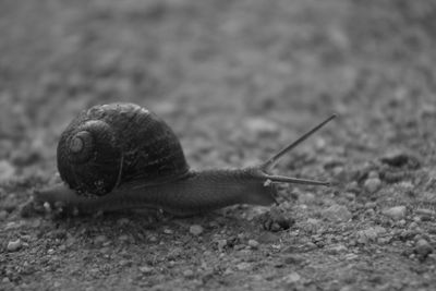 Close-up of snail