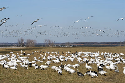 Flock of birds