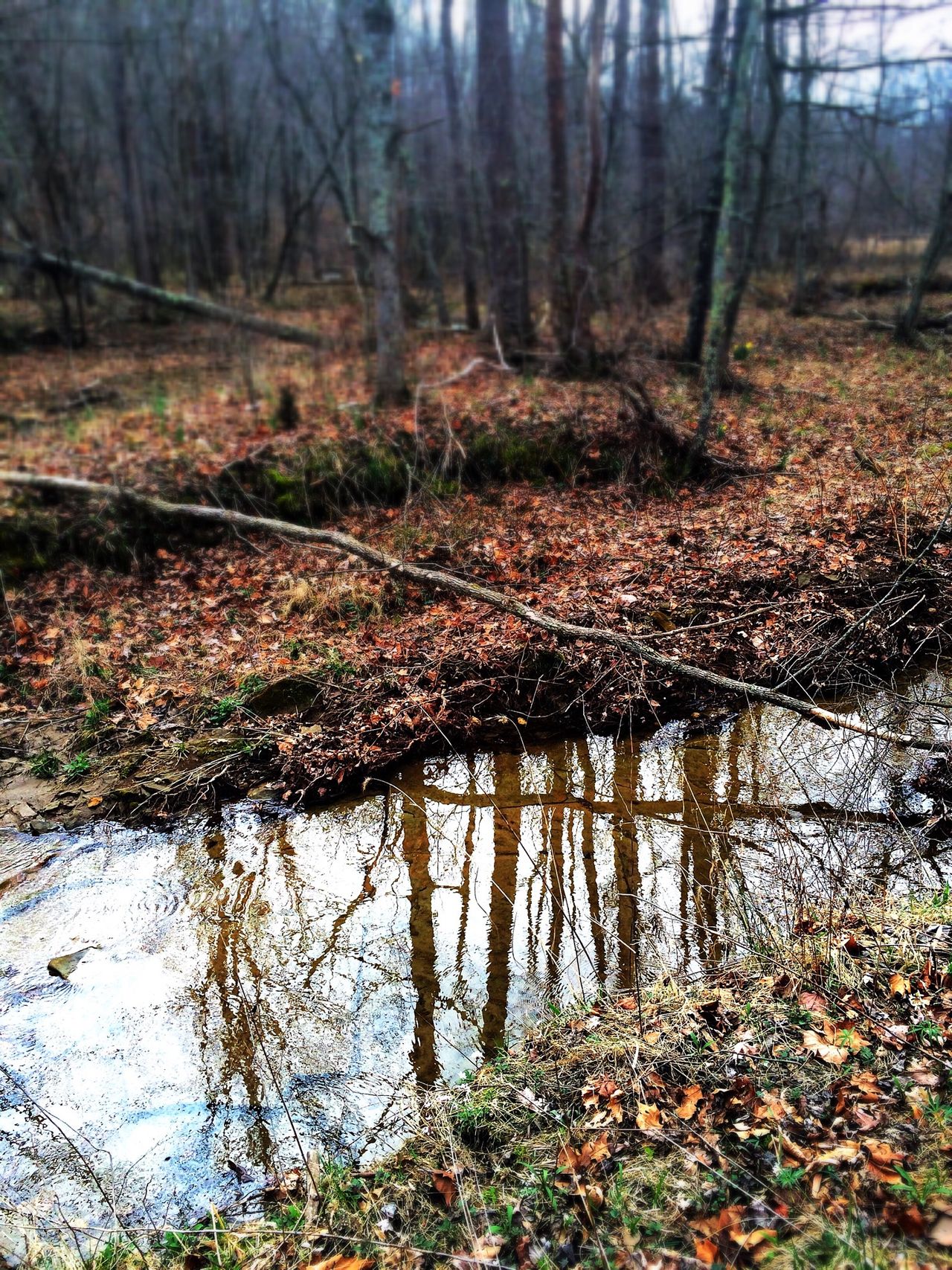 Hoosier National Forrest