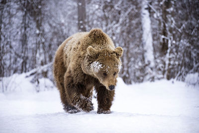 View of an animal on snow covered land