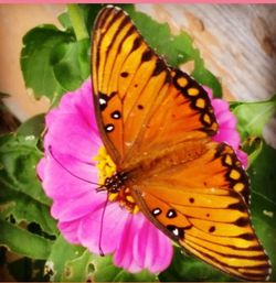 Close-up of butterfly pollinating on pink flower