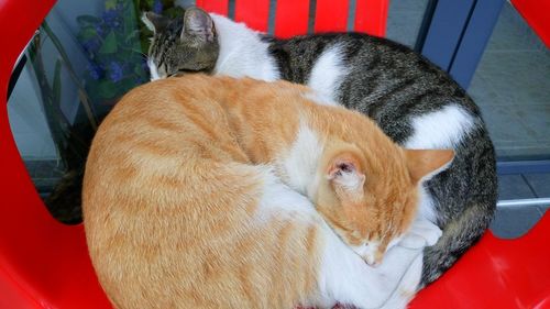 High angle view of ginger cat relaxing